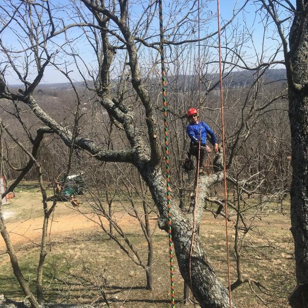 Tree Climbers LLC