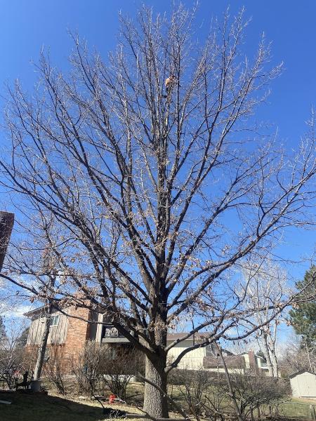 Climbers Choice Tree Care