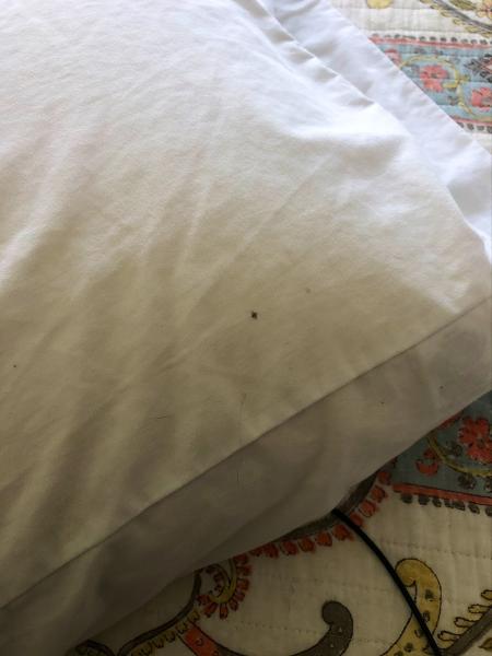 Atlanta Bed Bug Experts