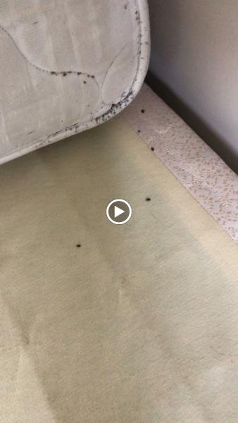Atlanta Bed Bug Experts