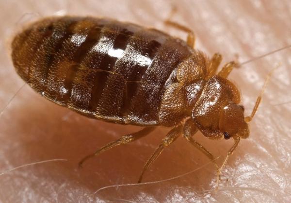 Atlanta Bed Bug Experts