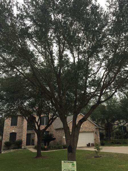 Big G Tree Expert