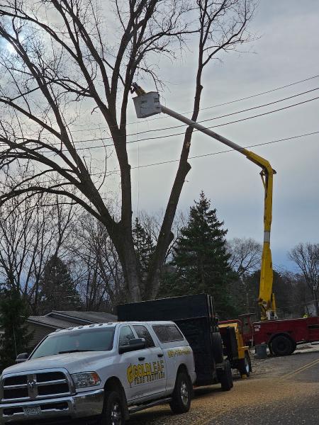 Gold Leaf Tree Services Inc.
