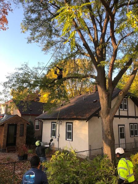 Gold Leaf Tree Services Inc.