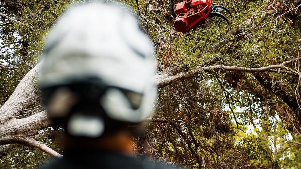 Holston Tree Service