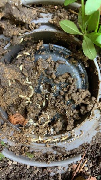 Rescue 1 Pest & Termite Control