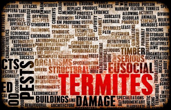 Oklahoma Termite Specialist
