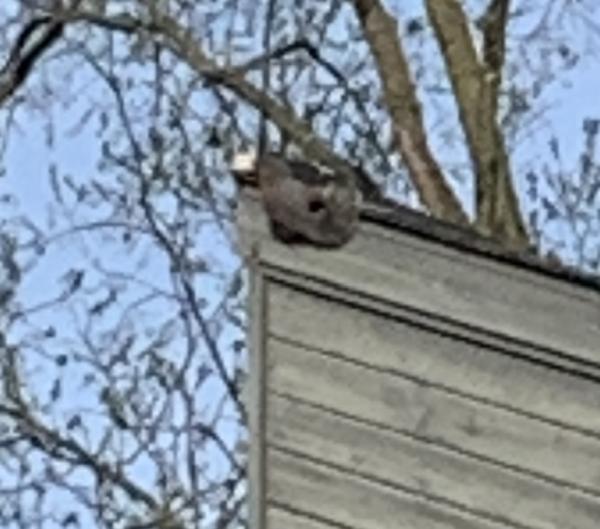Scram! Wildlife Control