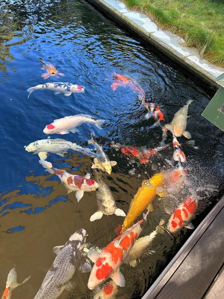 Bay Area Koi Ponds