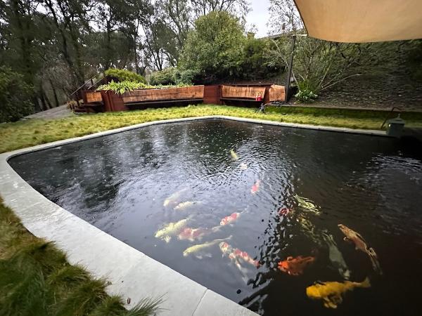 Bay Area Koi Ponds