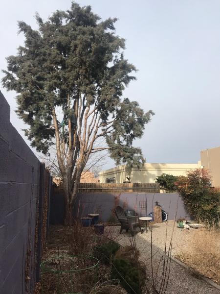 Chad's Tree & Shrub Services