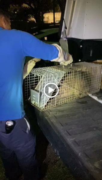 Loyal Pest Control and Termites