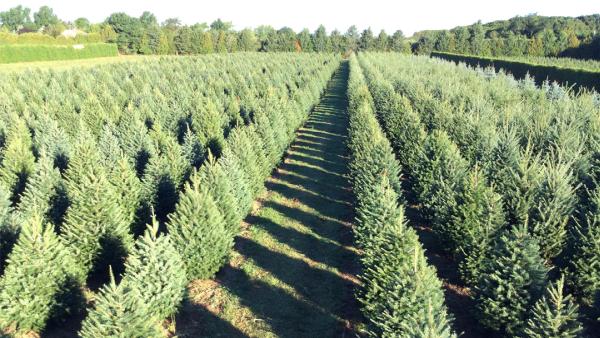 Shamrock Christmas Tree Farm