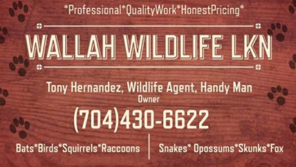 Wallah Wildlife LKN
