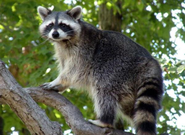 Wallah Wildlife LKN