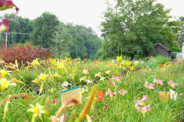 The Village Nurseries