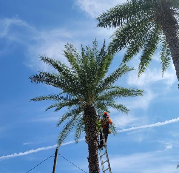 P&P Landscaping and Tree Service