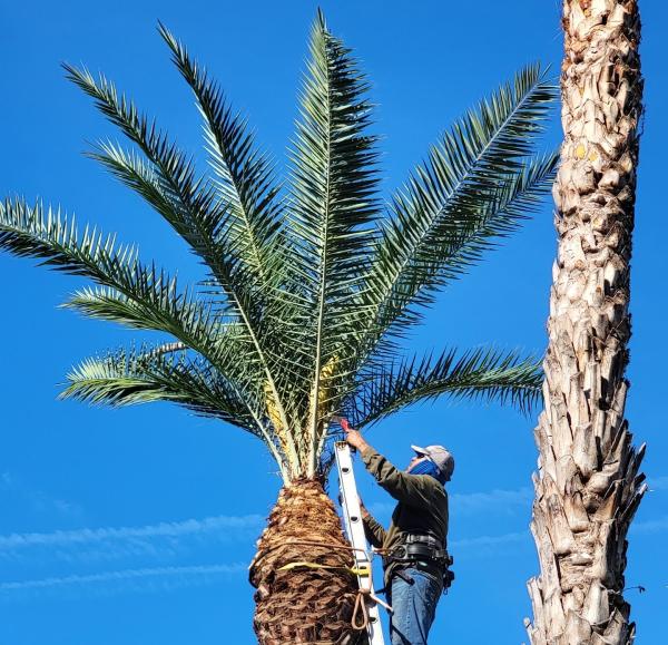 P&P Landscaping and Tree Service