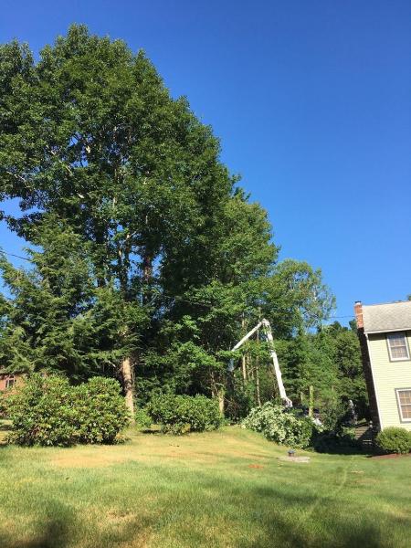 Fairlead Tree Service