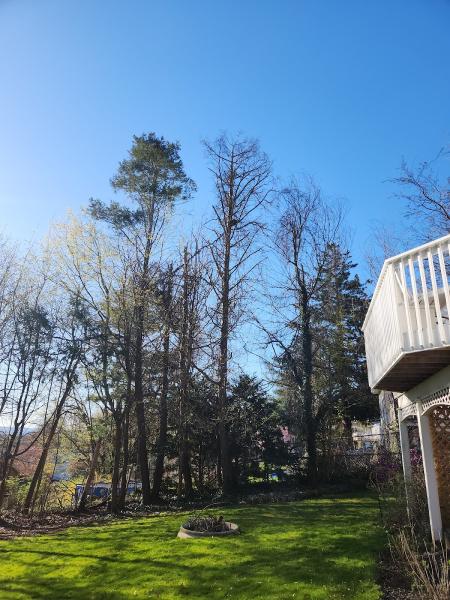 Fairlead Tree Service