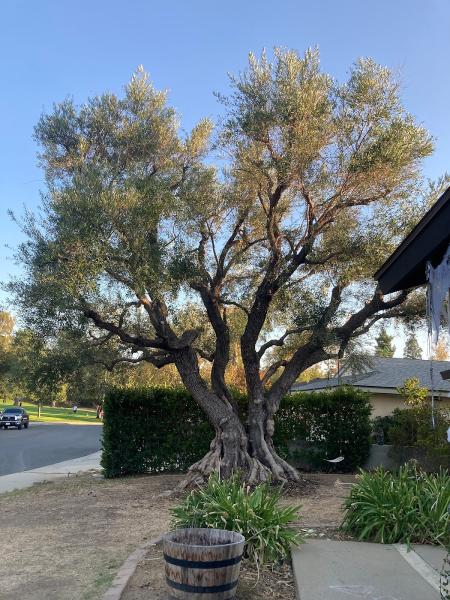 Tree Walkers LLC