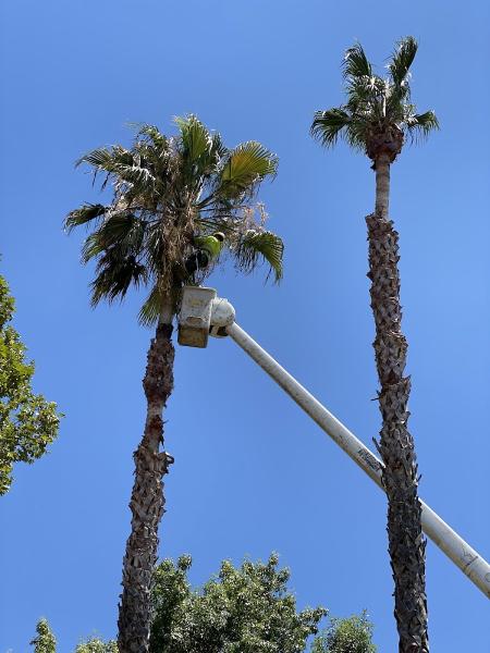 Tree Walkers LLC