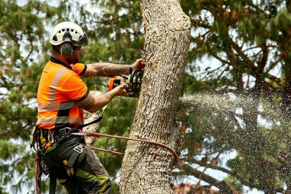 Windy City Tree Service