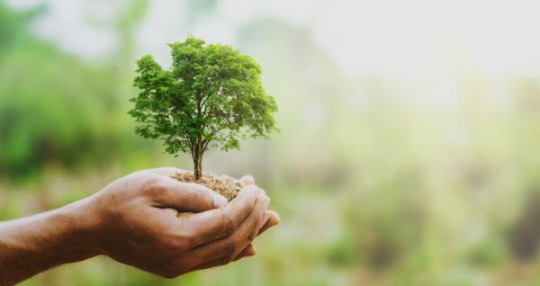 Windy City Tree Service