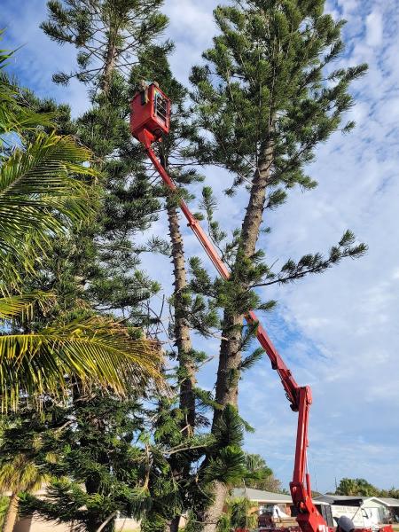 A Advanced Tree Service