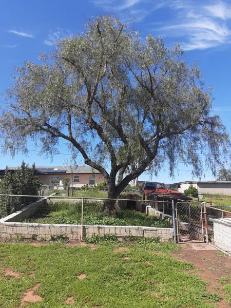 Andy's Tree Service
