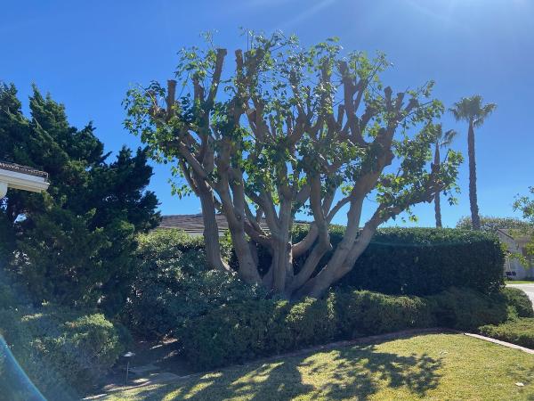 Andy's Tree Service