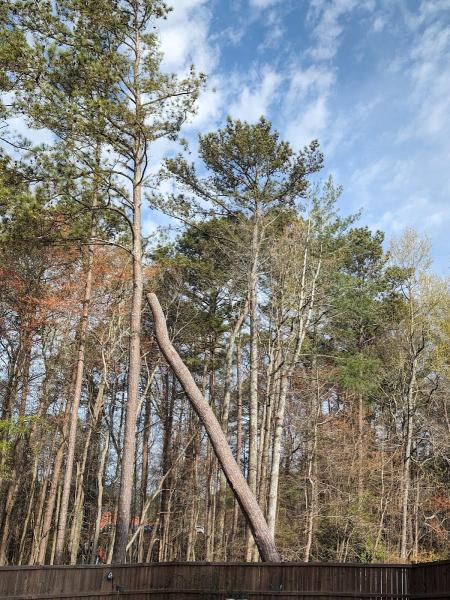 Naz Tree Service