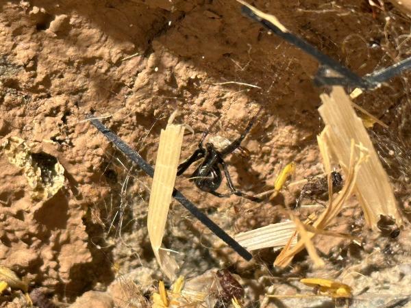 Simple Pest Management