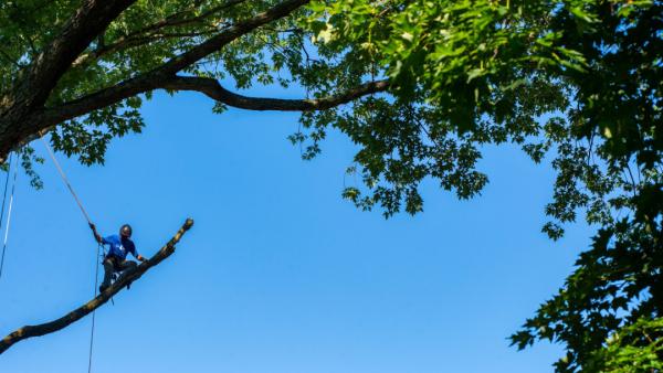 Family Tree Care