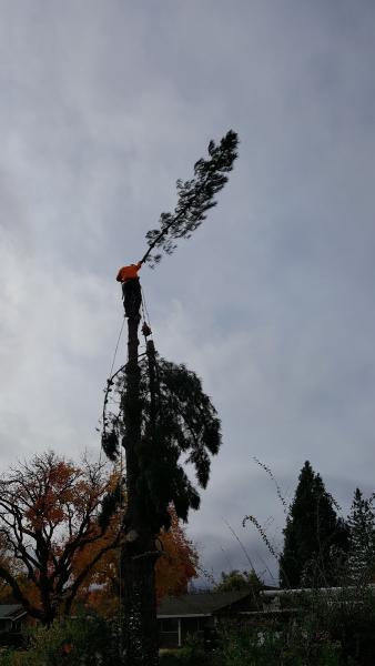 Crowder Tree Specialist