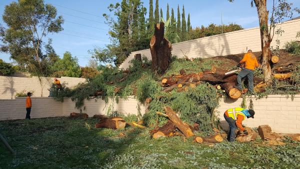 Tony's B.C. Tree Service
