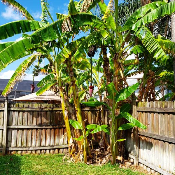 Tampa Lawn Care