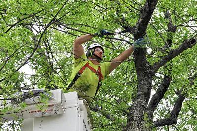 Greentech Tree Care