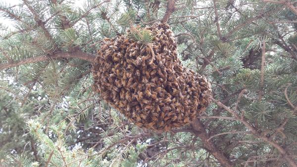 Bees & Trees