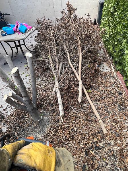 Lion Landscaping Arizona LLC
