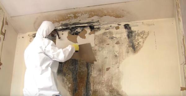 Mold & Mildew Solutions