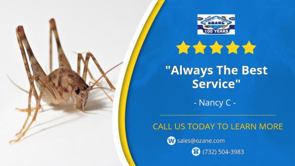 Ozane Termite AND Pest Control