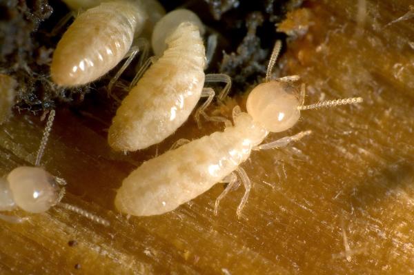 Ozane Termite AND Pest Control