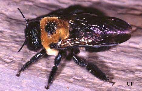 Ozane Termite AND Pest Control