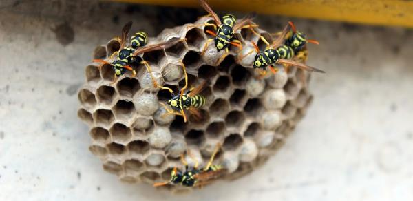 TKO Pest Control