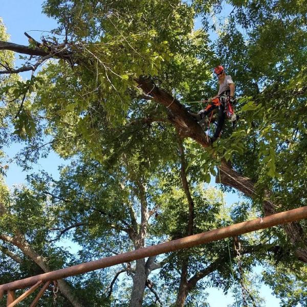 Tree Md's Tree Service LLC
