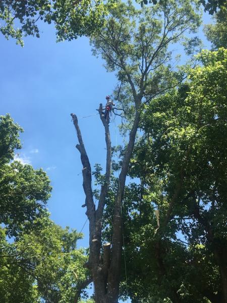 Tree Md's Tree Service LLC