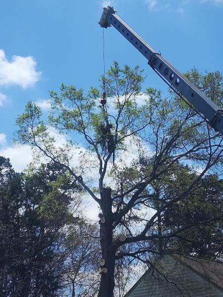 Clarks Tree Express LLC