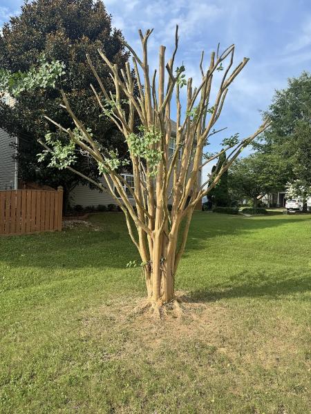 Clarks Tree Express LLC