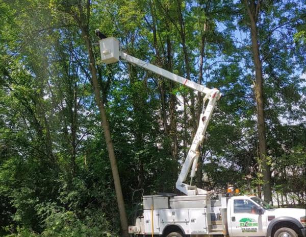 EZ Tree Care